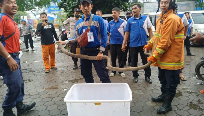 Paket Isi Ular King Kobra Lepas di Gudang Tiki Cirebon