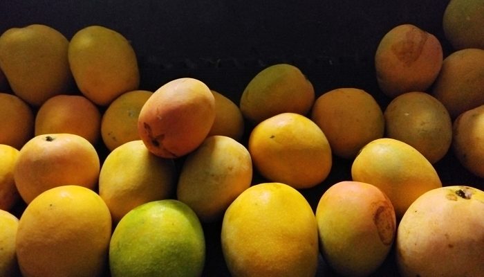 Gedong Gincu Sah Jadi Buah Mangga Khas Indramayu