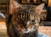 Mengusir Tanpa Menyakiti, Ini 7 Bau yang Tidak Disukai Kucing