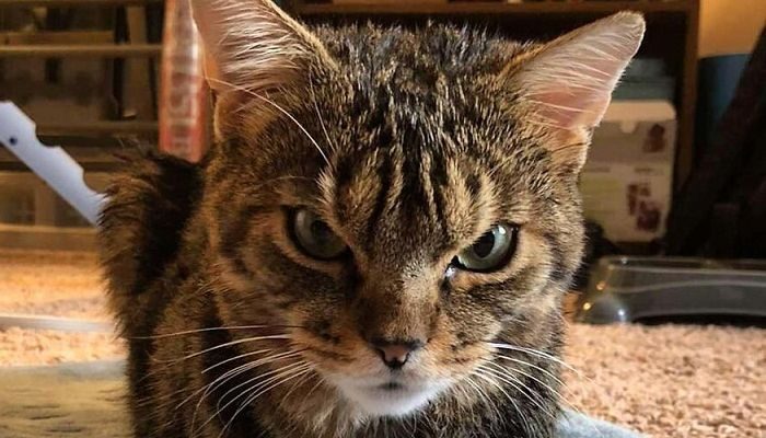 Mengusir Tanpa Menyakiti, Ini 7 Bau yang Tidak Disukai Kucing