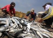 Produksi Perikanan Cirebon Capai 44 Ribu Ton, DKPP Fokus Kembangkan Budidaya Berkelanjutan