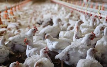 Harga ayam hidup anjlok di Jawa Barat.