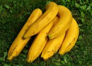 Pisang Terancam Punah Akibat Krisis Iklim Global