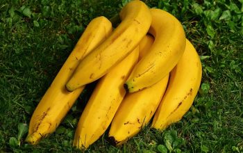 Pisang, favorit namun punah?