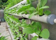 Menanam Sayur di Pipa: Solusi Urban Farming dengan Teknik Hidroponik