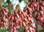 Manfaat Bawang Merah untuk Kesehatan: Dari Daya Tahan Tubuh hingga Kesehatan Jantung