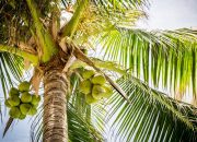 Air Kelapa, Minuman Alami yang Segar untuk Pemulihan Setelah Olahraga