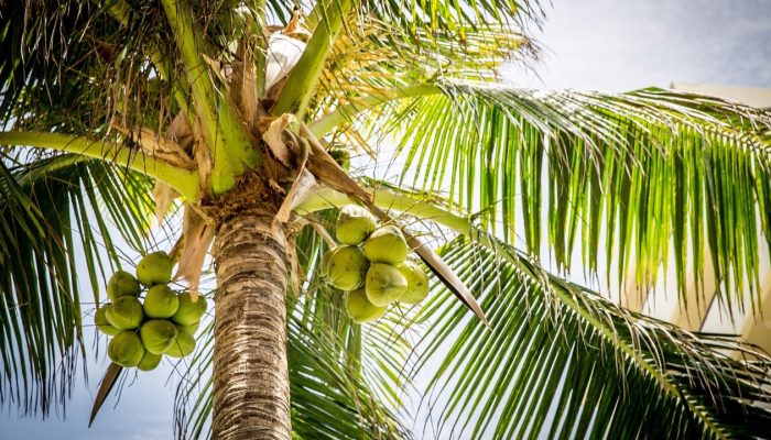 Air Kelapa, Minuman Alami yang Segar untuk Pemulihan Setelah Olahraga