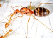 Semut Kuning Gila, Serangga Invasif Berbahaya yang Ancam Ekosistem