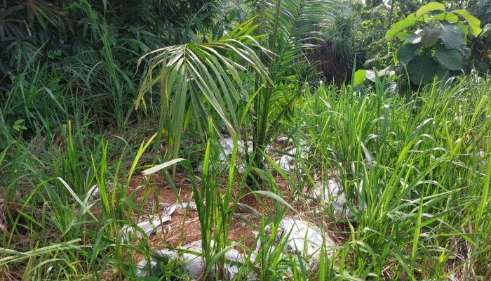 Pemkab Cirebon Soroti Sawit di Perbukitan Cigobang, Siapkan Alih Komoditas