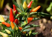 Tekan Inflasi dan Lonjakan Harga Cabai, Pemkab Indramayu Luncurkan Gerakan Tanam Cabai