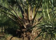 Pemprov Jabar Resmi Larang Penanaman Sawit