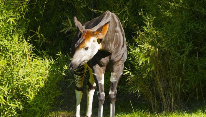 Okapi, Hewan Langka Afrika yang Dijuluki “Saudara Rahasia Jerapah”