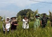 Sinergi Lintas Sektor, Wakil Wali Kota Cirebon Kawal Penyerapan Gabah Petani di Larangan