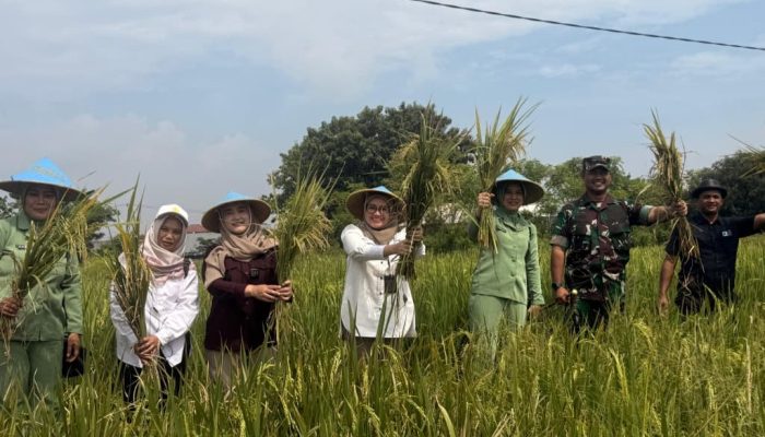 Sinergi Lintas Sektor, Wakil Wali Kota Cirebon Kawal Penyerapan Gabah Petani di Larangan
